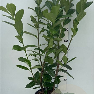 Prunus l. 'Novita' 80-100 cm 10L