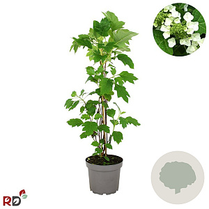 Hydrangea quercifolia 80-100 cm 7,5L