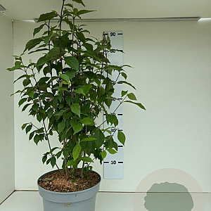 Callicarpa bod. 'Profusion' 60-80 cm 10L