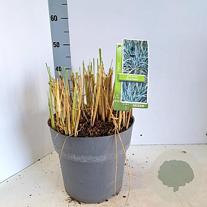 Leymus arenarius 'Blue Dune' 30-40 cm 12L