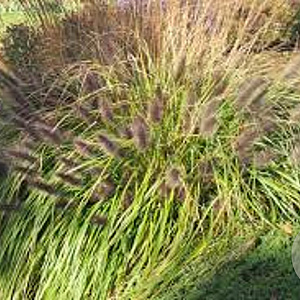 Pennisetum al. 'Black Beauty' GM P9