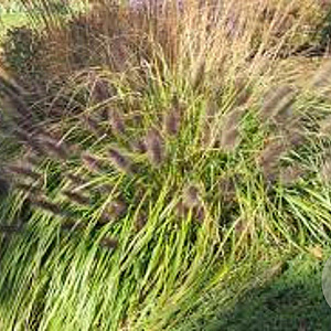 Pennisetum al. 'Black Beauty' GM P9