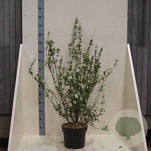 Philadelphus 'Lemoinei' 100-125 cm 10L