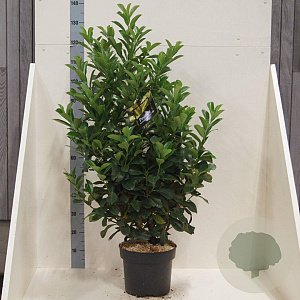 Prunus l. Etna 100-125 cm 10L