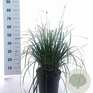 Sesleria heufleriana 80-100 cm 5,0L