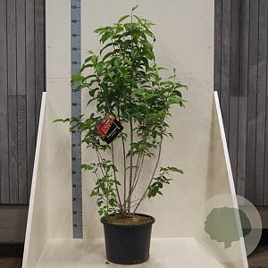 Heptacodium miconioides 125-150 cm 20L meerstammig