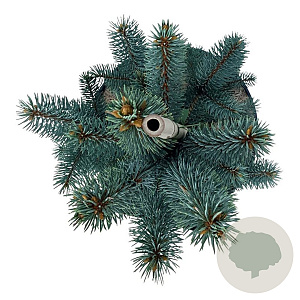 Picea pungens 'Iseli Fastigiate' 50-60 cm 6L
