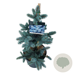 Picea pungens 'Oldenburg' 40-50 cm 6L