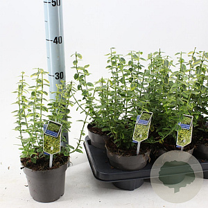 Euonymus fort. 'Emerald 'n' Gold' 15-20 cm P13