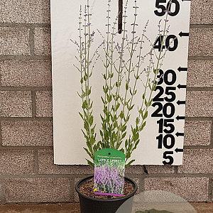 Perovskia atripl. 'Little Spire' 30-40 cm 2,0L