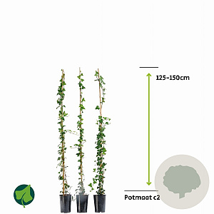 Hedera helix 125-150 cm 2,0L