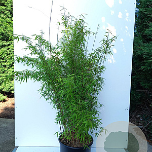 Fargesia 'Jiuzhaigou 1' 100-125 cm 15L