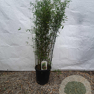 Fargesia 'Jiuzhaigou 1' 100-125 cm 15L