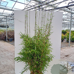 Fargesia robusta 'Campbell' 125-150 cm 15L