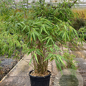 Fargesia rufa 100-125 cm 15L