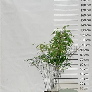 Fargesia rufa 100-125 cm 15L