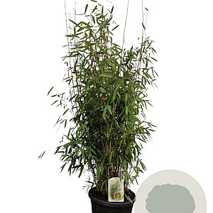 Fargesia 'Winter Joy' 100-125 cm 15L