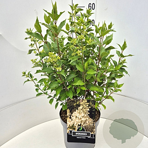 Hydrangea pan. 'Kyushu' 40-50 cm 10L