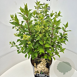 Hydrangea pan. 'Kyushu' 40-50 cm 10L
