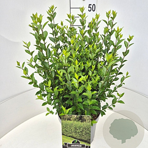 Ligustrum ovalifolium 40-50 cm 10L