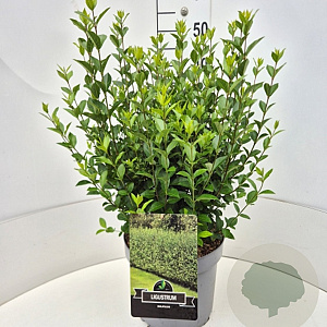 Ligustrum ovalifolium 40-50 cm 10L
