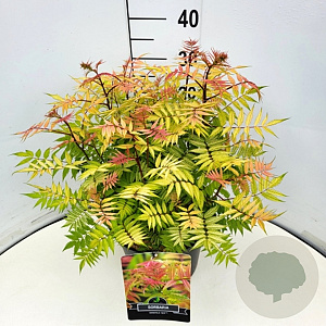 Sorbaria sorbif. 'Sem' 35-40 cm 10L