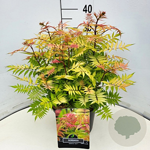 Sorbaria sorbif. 'Sem' 35-40 cm 10L