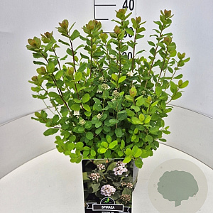 Spiraea betulifolia 'Tor' 35-40 cm 10L