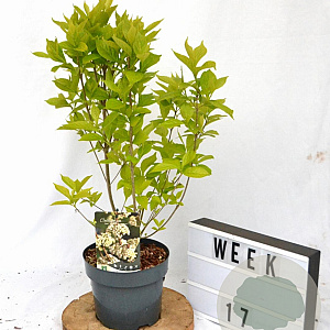 Callicarpa bod. Magical Snow Queen 40-50 cm 3,0L met bes
