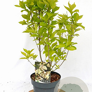 Callicarpa bod. Magical Snow Queen 40-50 cm 3,0L met bes