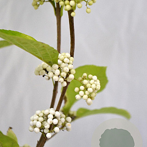 Callicarpa bod. Magical Snow Queen 40-50 cm 3,0L met bes