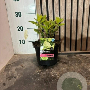 Hydrangea pan. 'Limelight' 15-20 cm 2,0L