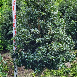 Ilex aquipernyi Dragon Lady 200-225 cm draadkluit stam