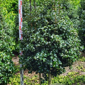 Ilex aquipernyi Dragon Lady 200-225 cm draadkluit stam