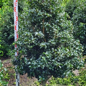 Ilex aquipernyi Dragon Lady 200-225 cm draadkluit stam