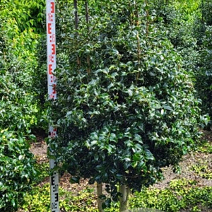 Ilex aquipernyi Dragon Lady 200-225 cm draadkluit stam