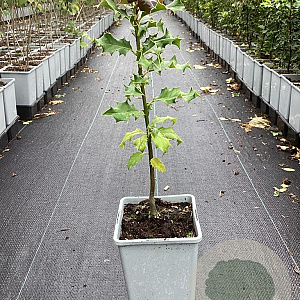 Ilex aquifolium 60-80 cm P15