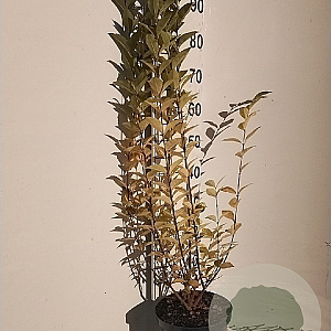 Ligustrum ovalifolium 80-100 cm 5,0L