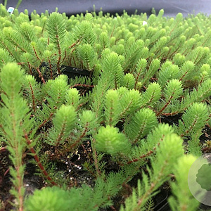 Myriophyllum propium GM 2,0L