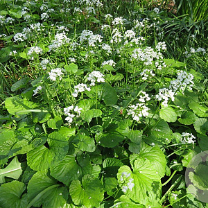 Pachyphragma macrophyllum GM P9