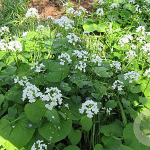 Pachyphragma macrophyllum GM P9