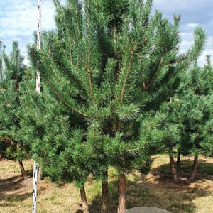 Pinus nigra nigra 200-250 cm draadkluit meerstammig 160-180 cm diameter