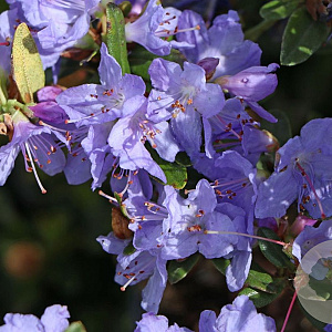 Rhododendron 'Blue Tit Magor' 25-30 cm 5,0L