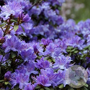 Rhododendron i. 'Arctic Blue' 30 cm 5,0L