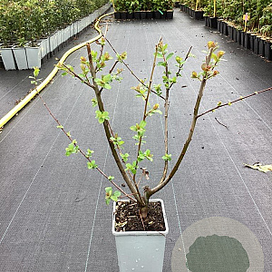 Salix caprea 50-60 cm C1.5