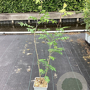 Sorbus aucuparia 60-80 cm P15