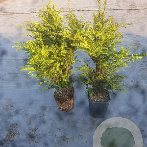 Taxus baccata 80-100 cm 5,0L