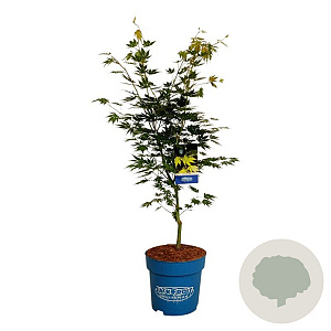 Acer Arctic Jade 125-150 cm 15L