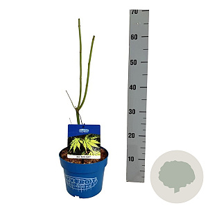 Acer Arctic Jade 40-50 cm 3,0L