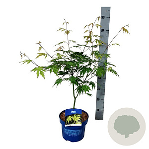 Acer Arctic Jade 50-60 cm 5,0L